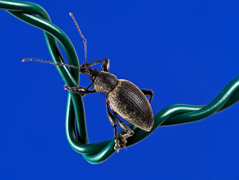 Otiorhynchus vehemens (cf.)